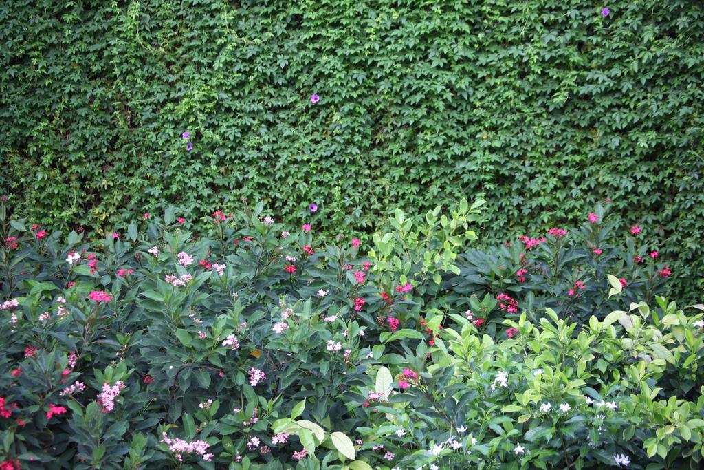 Double or Twin Room Garden View